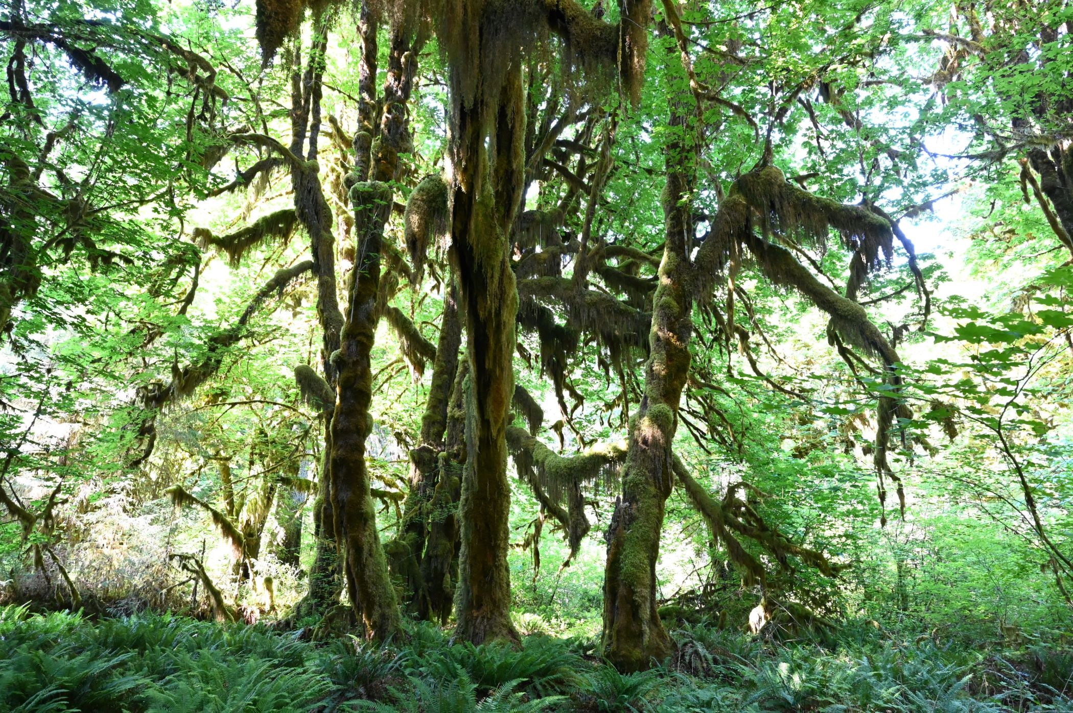 image of mossy forest