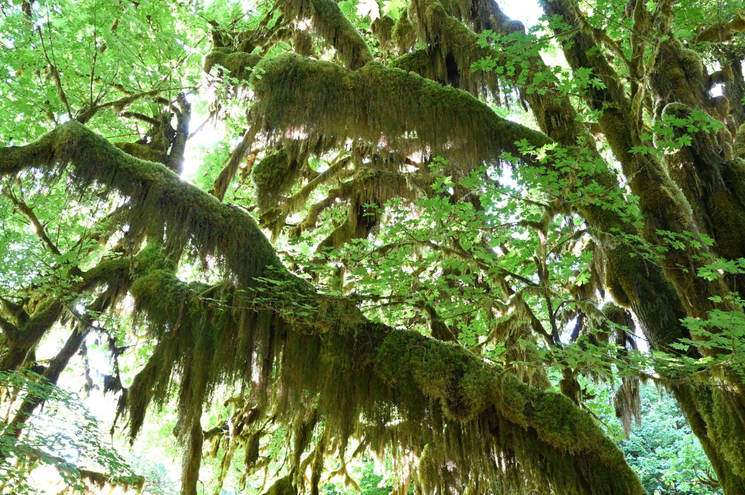 image of mossy branch