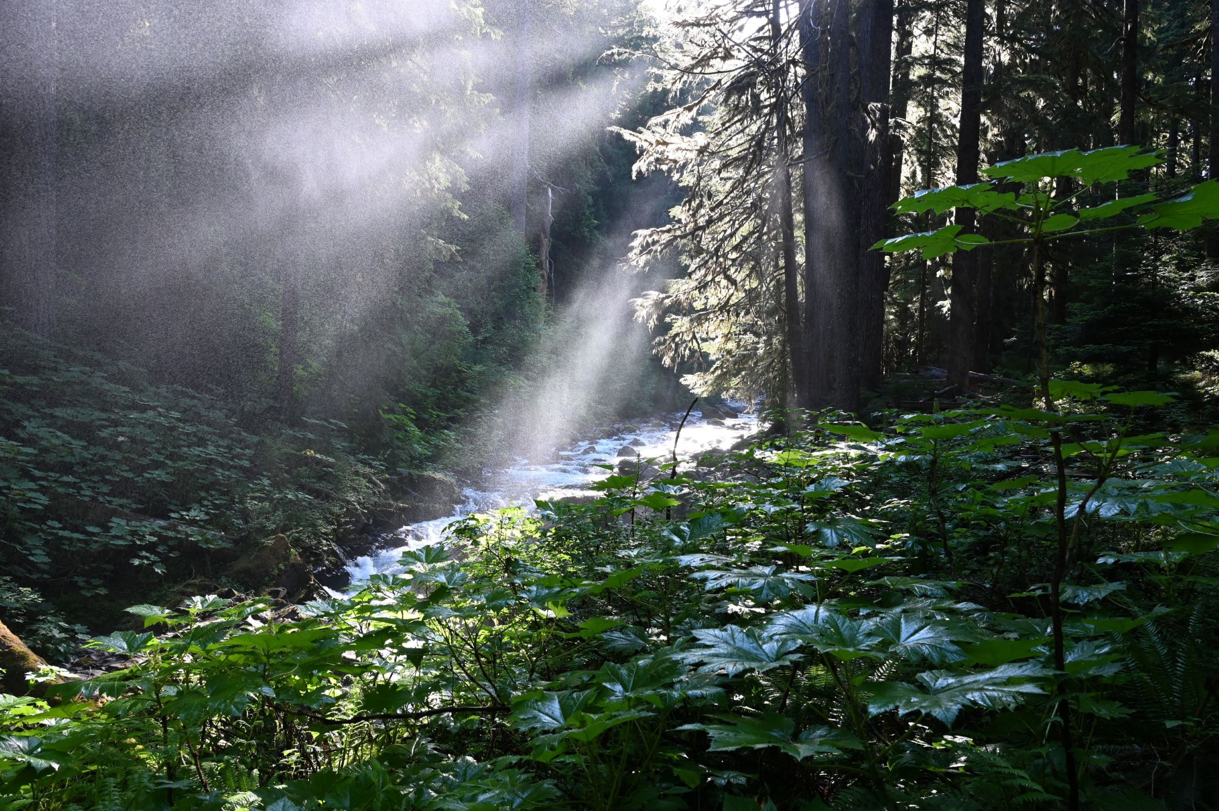 image of sun beams through a forest